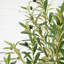 80 po Olive artificielle aérienne-1770770457
