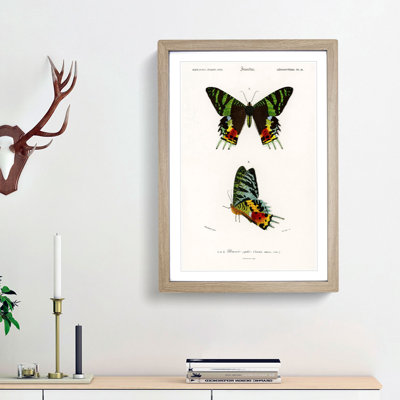 Madagascan Sunset Moth PL. 14 by Charles d Orbigny - Framed Print