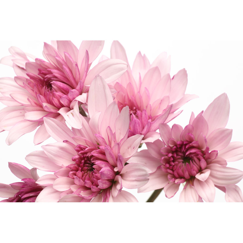 Chrysanthemums - Wrapped Canvas Print, 51cm H x 76cm W x 3.8cm D