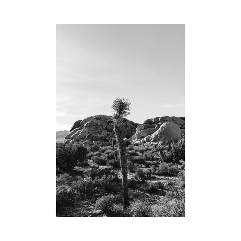 Joshua Tree National Park XVIII by Bethany Young - Print on Canvas, 152.4cm H x 101.6cm W x 3.81cm D, Wrapped Canvas
