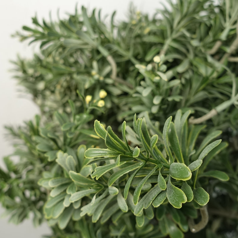 Anlin 70cm Faux Topiary Tree in Pot