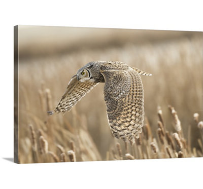 «Great Horned Owl» par Peter Stahl, reproduction de photo de Straub