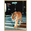 «Tiger in the City at Night 2» par Michael Schauer, reproduction d'art sur toile encadrée