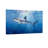 Animal Shark Swimming Underwater Ocean Scene Sunlight Rays-830845928-830845950-830845948