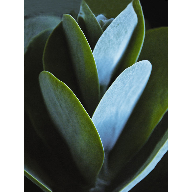 Plante verte - reproduction sur toile tendue, H 16 po x l 12 po