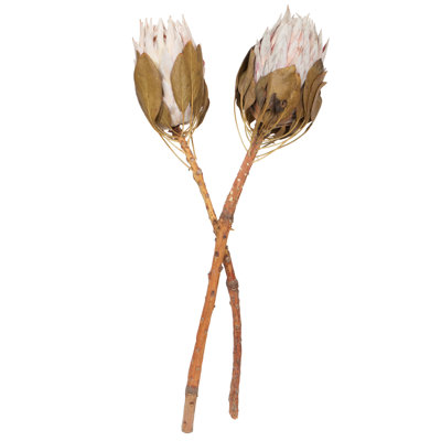 11'' Plant