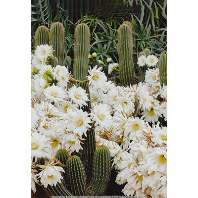 Flower Cactus - Photograph Print