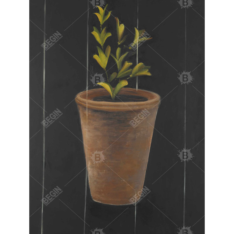 Plante de Marjolaine, H 37,25 po x l 49,25 po