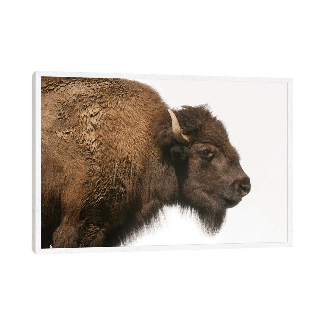 Bison Mother & Calf Graze At The Tallgrass Prairie Preserve Near Pawhuska, Oklahoma II von Joel Sartore - Gallery-Wrappe...