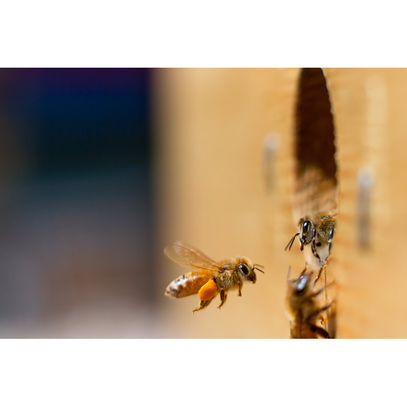 Honeybee Greeting - Wrapped Canvas Print, 30cm H x 46cm W x 3.8cm D
