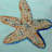 Starfish Indoor/Outdoor Throw Pillow-159742391-159742387