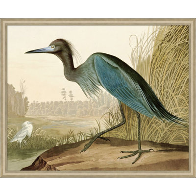 Audubons Blue Heron 2