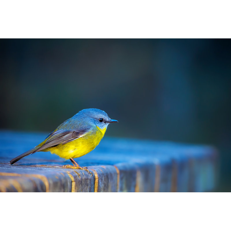 Eastern Yellow Robin (Eopsaltria Australis) by Tracielouise, 24" H x 36" W