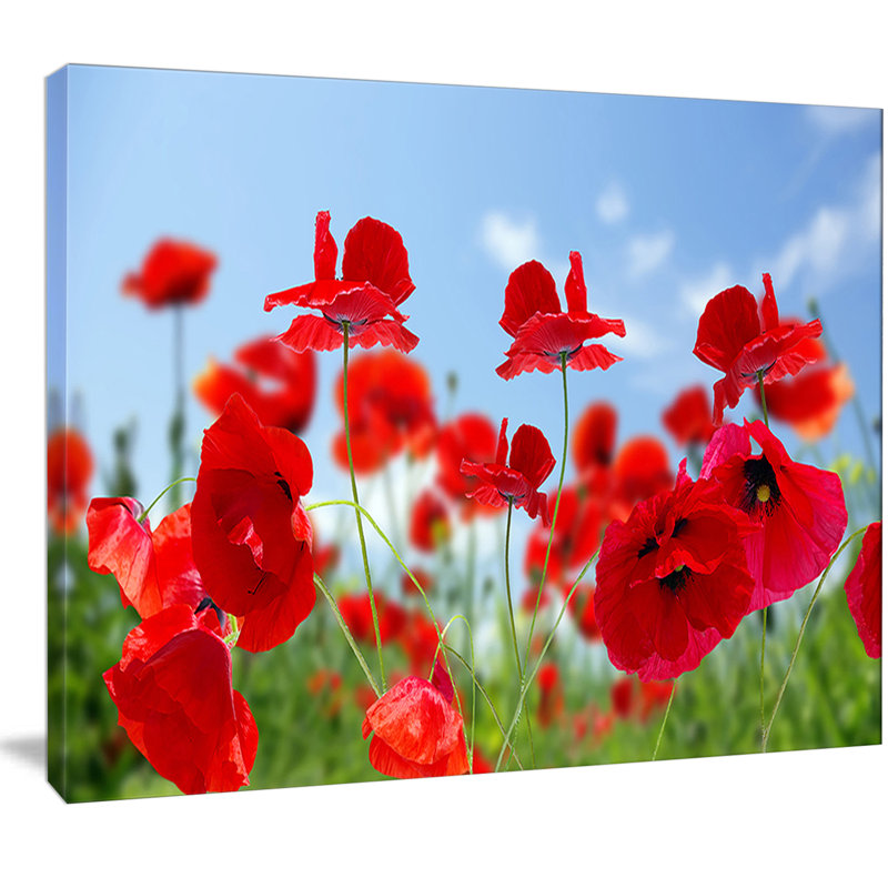 Reproduction de photo sur toile tendue «close-up of amazing, H 12 po x l 20 po