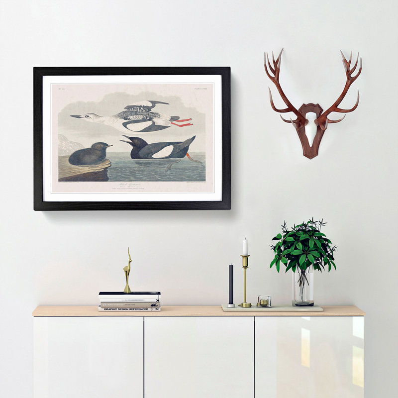 Black Guillemot Bird by John James Audubon - Picture Frame Art Print, 27cm H x 36cm W x 2cm D, Black Framed