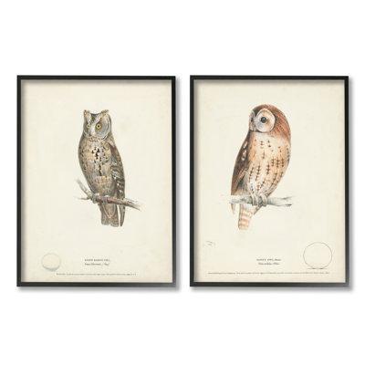 Owl Breeds