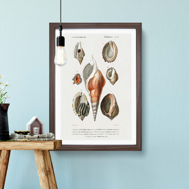 Mollusc Shell Illustrations PL. 22 by Charles D' Orbigny - Picture Frame Graphic Art Print, 36cm H x 27cm W x 2cm D
