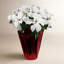 Arrangement de poinsettias-92906962-92906963-92906967