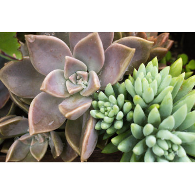 Succulent With Water Drops by Amanda Comarim - Wrapped Canvas Print