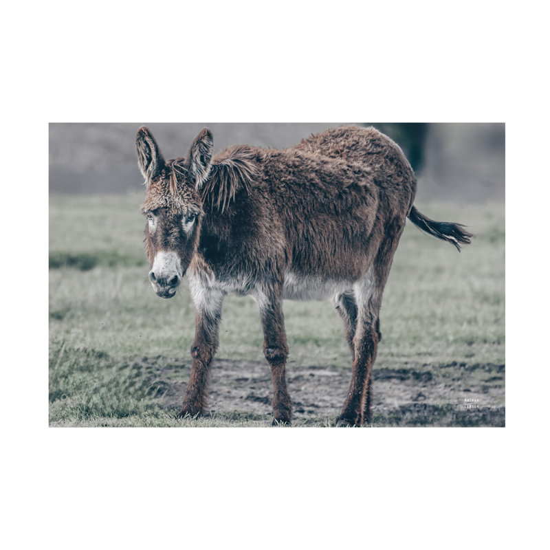 Art mural sur toile tendue - «Donkey Summer III» de Nathan Larson pour décoration de salon, de chambre à coucher ou de bureau - 16 x 24