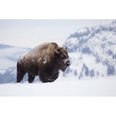 Bison On Hill - Wrapped Canvas Print