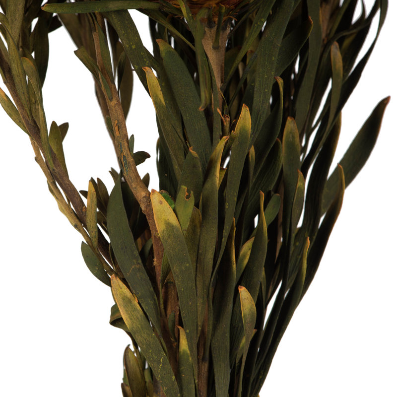 Plumosum Arrangement, Autumn