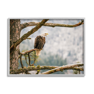 " Eagle Perched Forest Tree Branches "