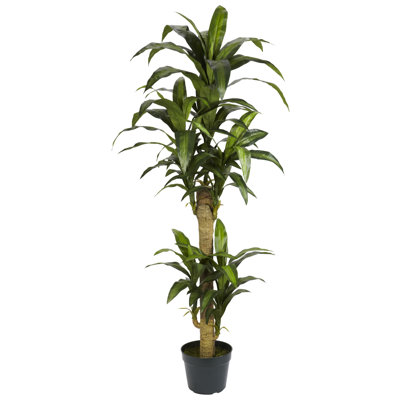 Yucca artificiel 53 po en pot