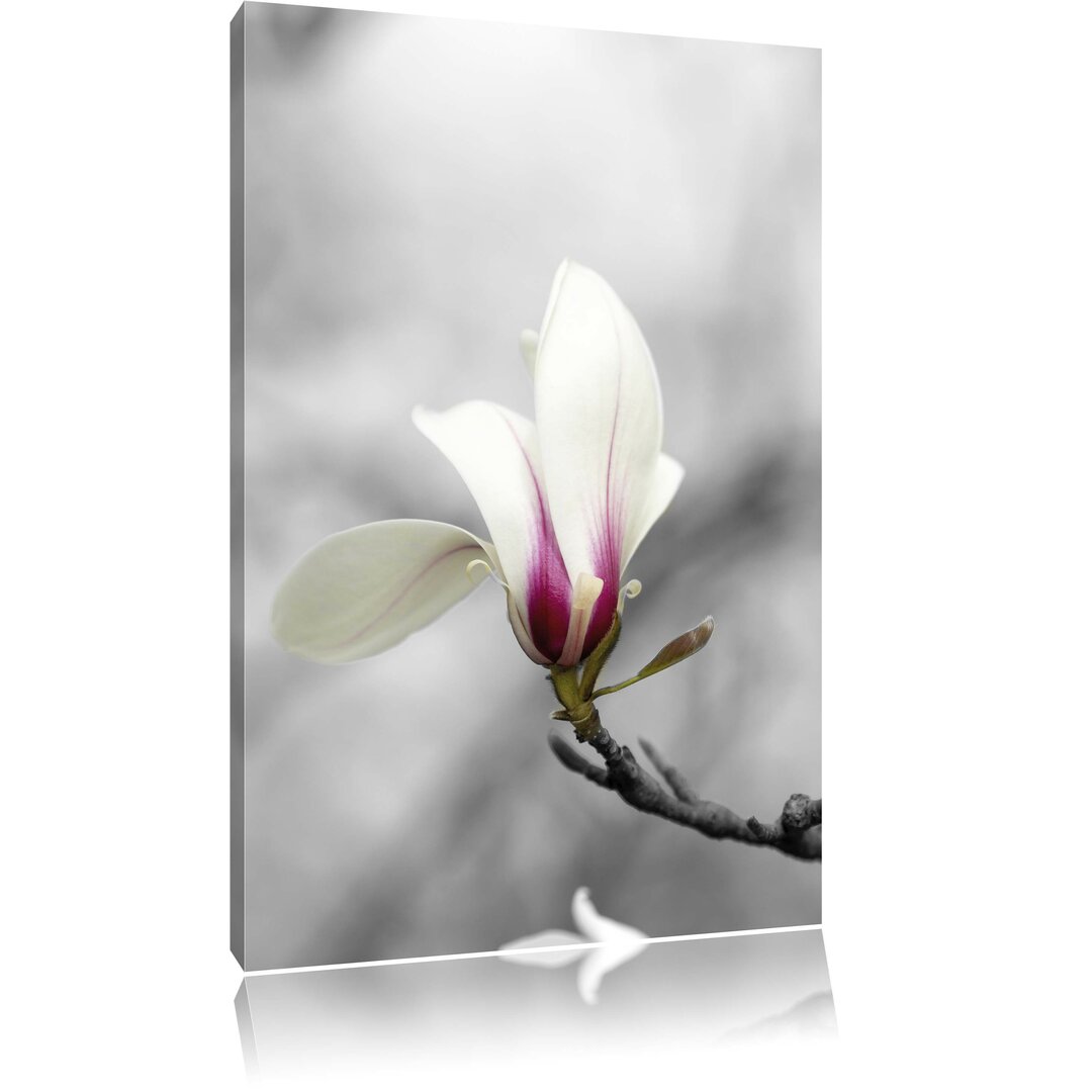 Wunderschöne weiße Magnolienblüte auf Baum Graphic Art Print auf Leinwand