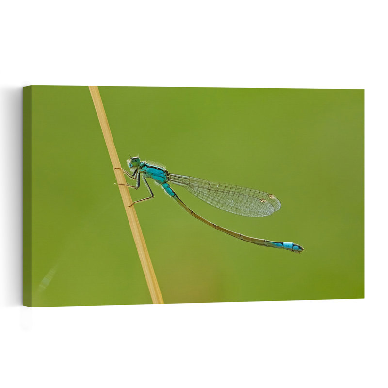Blue Damselfly On Green Delicate Serene Vibrant Animal Nature Wall Art Print by Stuart Williams - Print