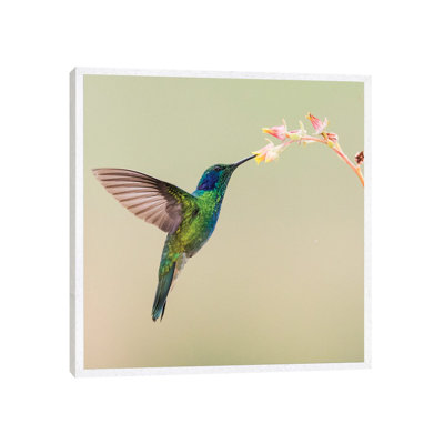 Blue-eared Violet Hummingbird Feeding On Flower, Talamanca Mountains, Costa Rica by Panoramic Images - Gallery-Wrapped Canvas Giclée on Canvas