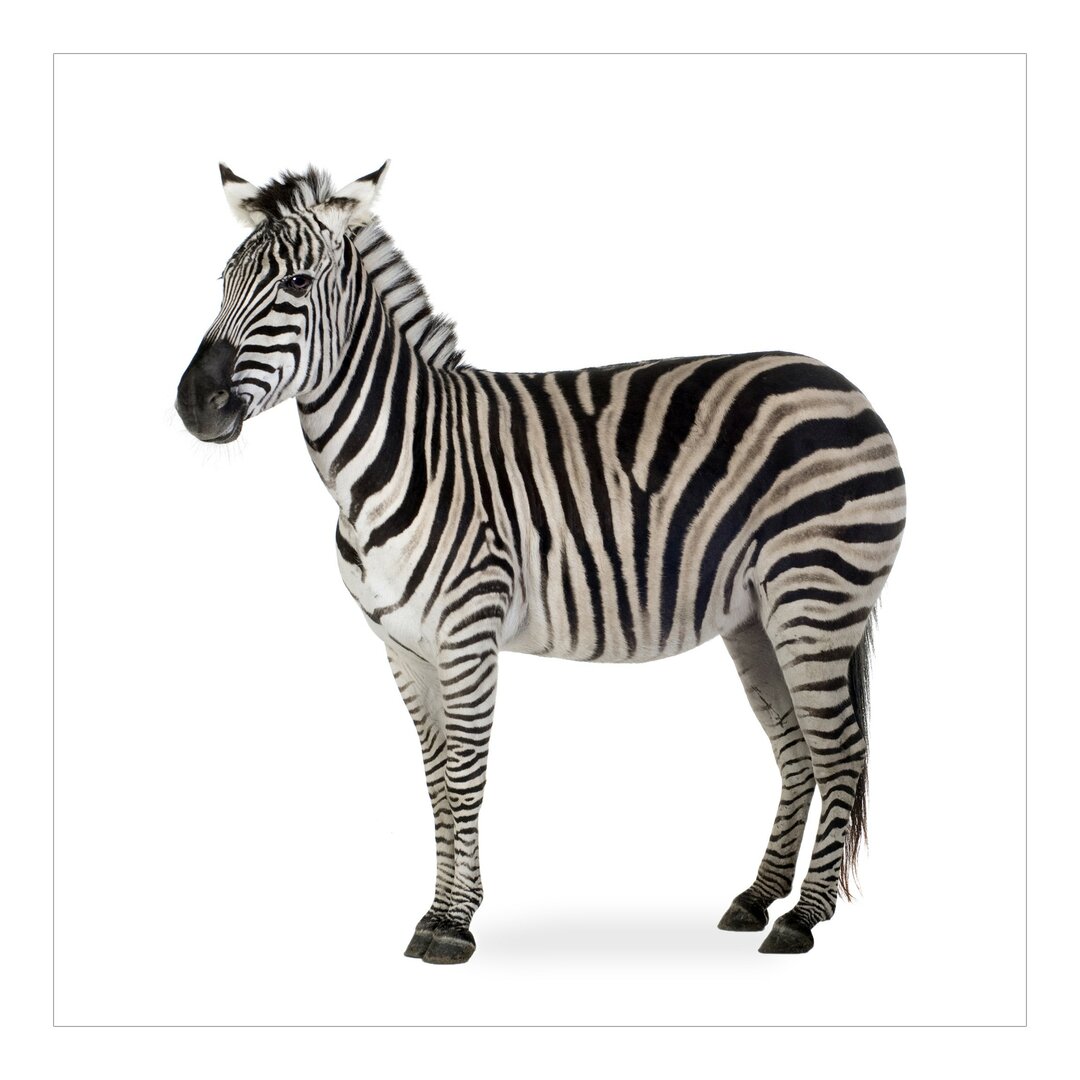 Tapete Hefty Zebra