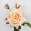 Rose Faux Floral-807825550