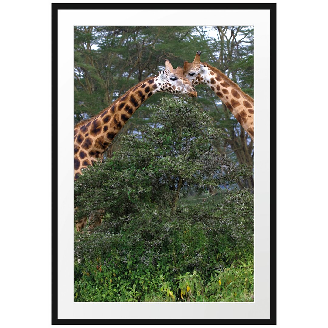 Ein Paar Giraffen in der Savanne Gerahmtes Fotokunstdruck Poster