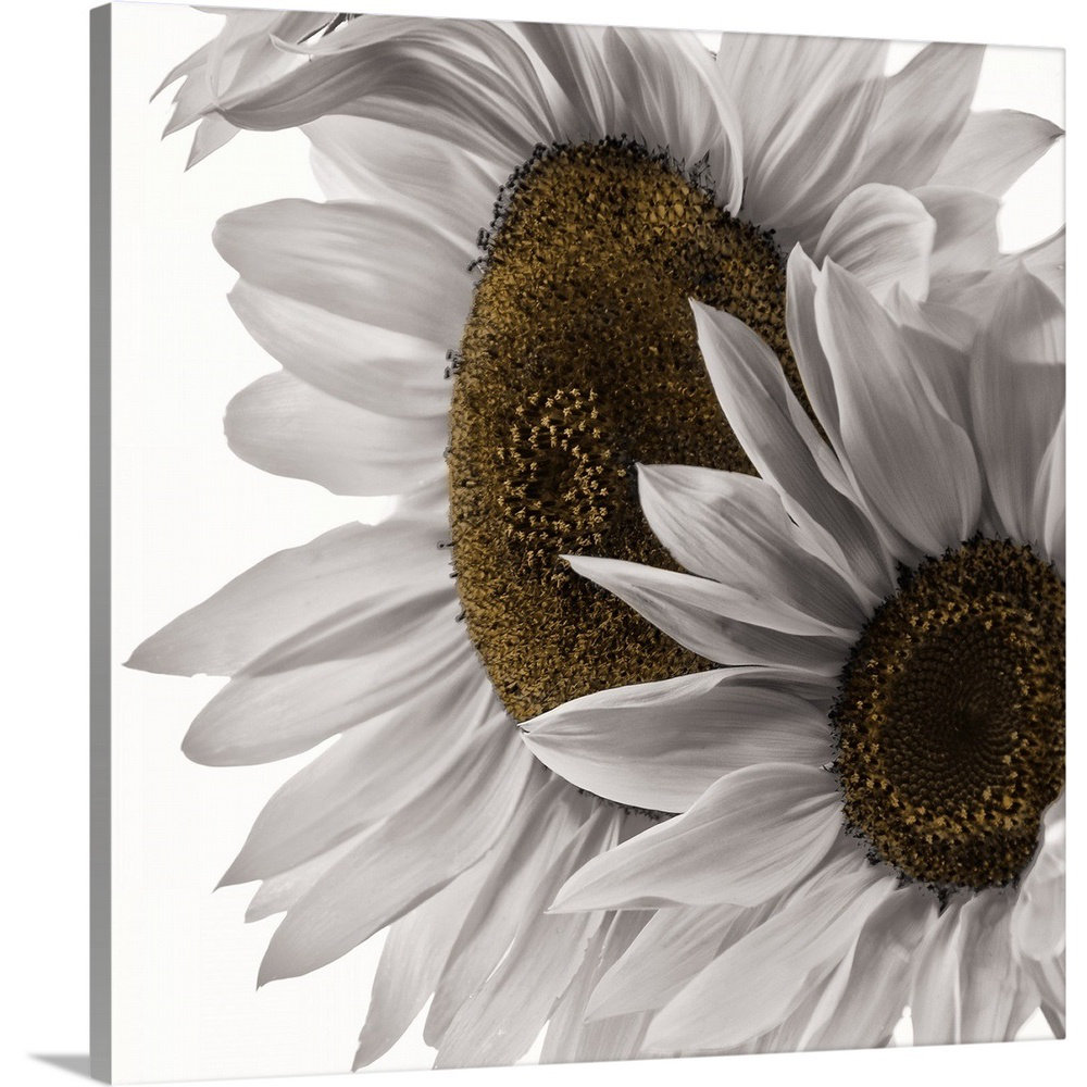 'White Softness' Photographic Print on Canvas Ebern Designs 