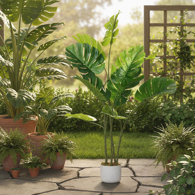 monstera adansonii narrow form Monstera adansonii narrow form 5