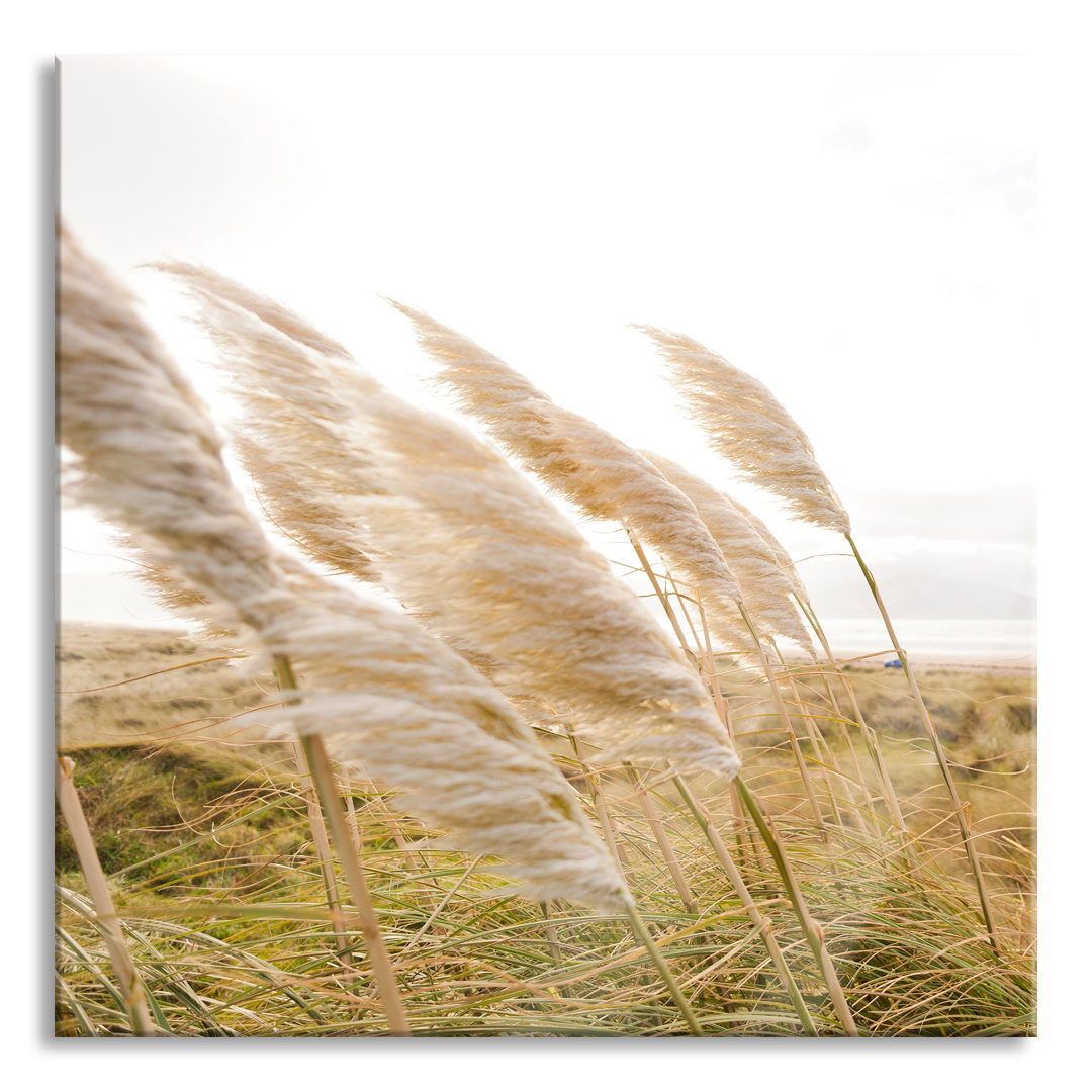 Glasbild Schönes Schilf in den Dünen