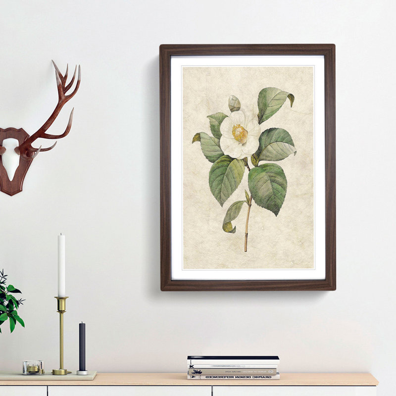 Japanese Camellia in White by Pierre-Joseph Redoute - Picture Frame Graphic Art Print, Walnut Framed, 48cm H x 36cm W x 2cm D