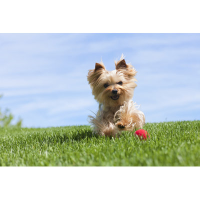 Yorkshire Terrier Dog by Liliboas