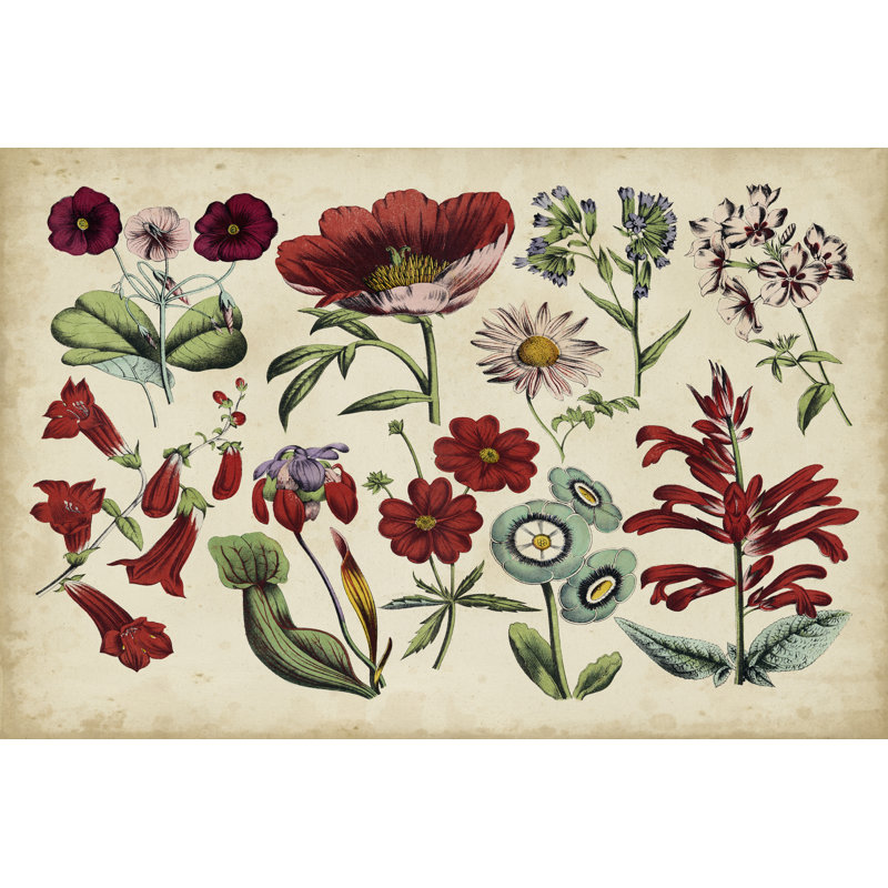 Antique Botanical Chart I - Wrapped Canvas Print, 30cm H x 46cm W x 3.8cm D
