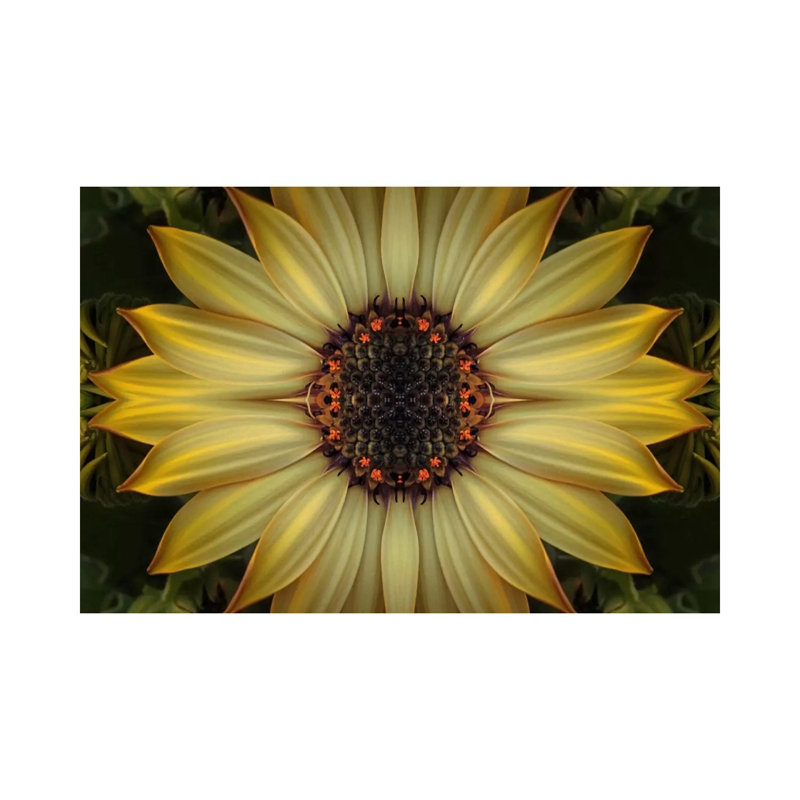Cape Daisy Sun Star by Alyson Fennell - Wrapped Canvas Gallery-Wrapped Canvas Giclée, 101.6 cm H x 66.04 cm W x 1.91 cm D