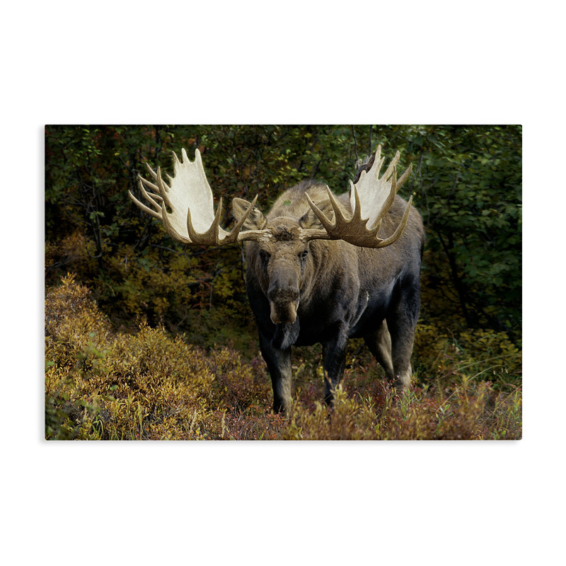 «Bull Moose Face Off» par Shane Lamb, H 20 po x l 30 po