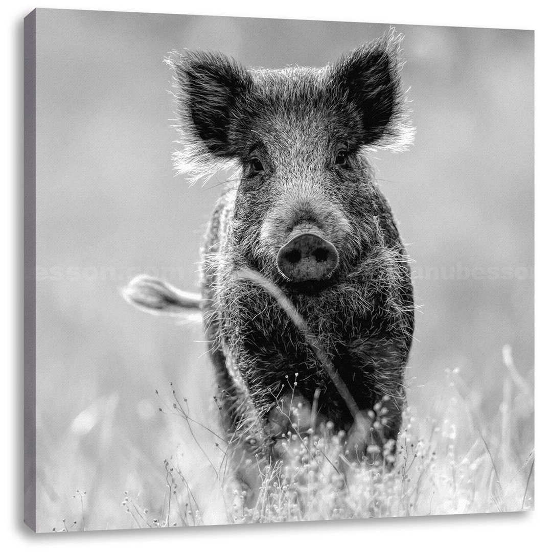 Leinwandbild Neugieriges Wildschwein auf einem Feld