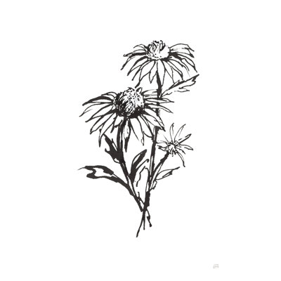 Lignée d'échinacée III