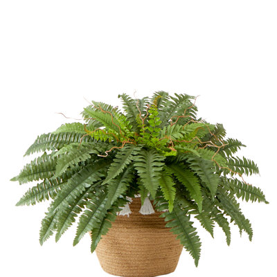  23in.Artificial Boston Fern Plant in Handmade Jute & Cotton Basket with Tassels DIY KIT