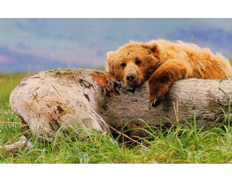 La vie est un ours IMA-M740, H 15 po x l 24 po