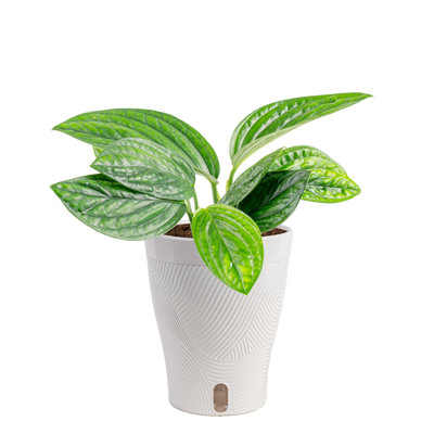 Costa Farms Trending Tropicals Monstera Peru Plant