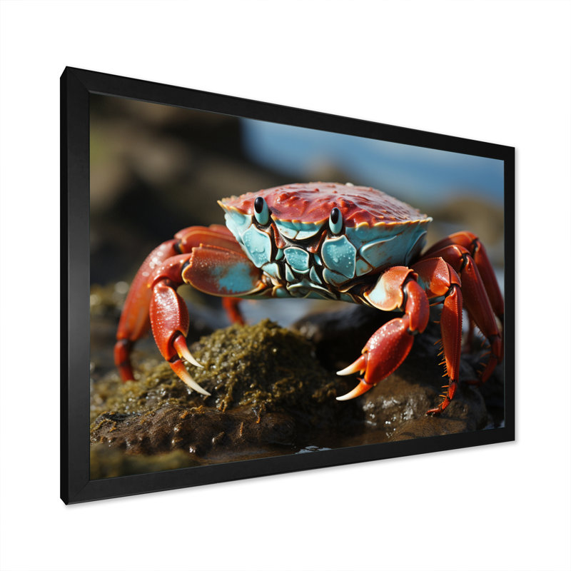 Crab Coastal Scavenger - Animals Wall Decor, H 24 po x l 32 po x P 1 po, Cadre simple noir