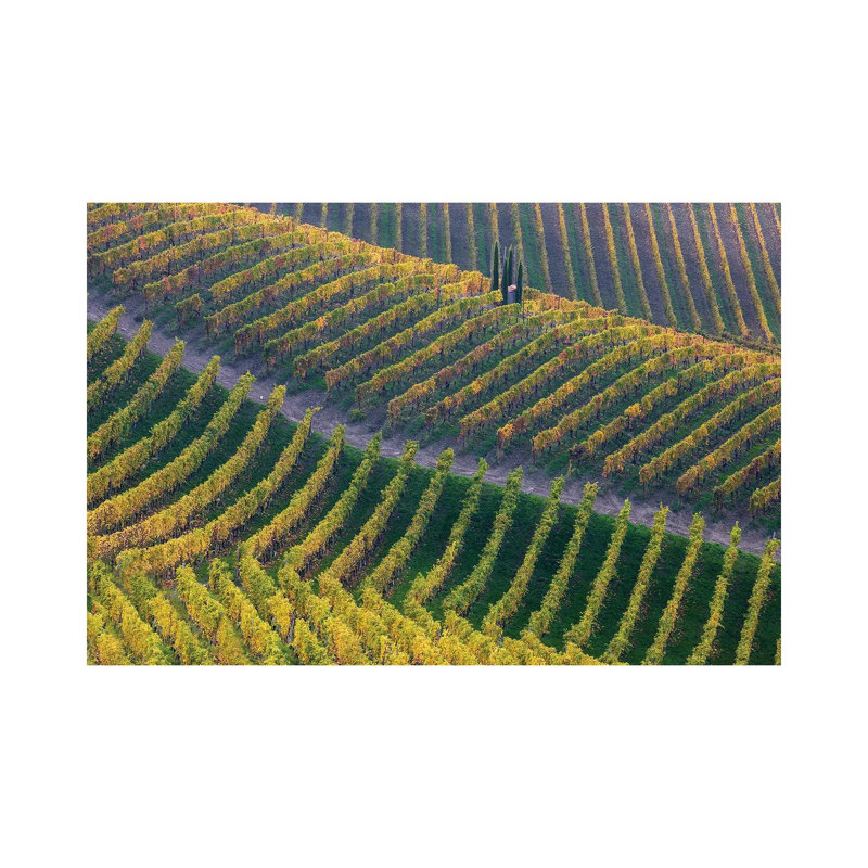 Vineyards by George Digalakis - Wrapped Canvas Print, 20.32 cm H x 30.48 cm W