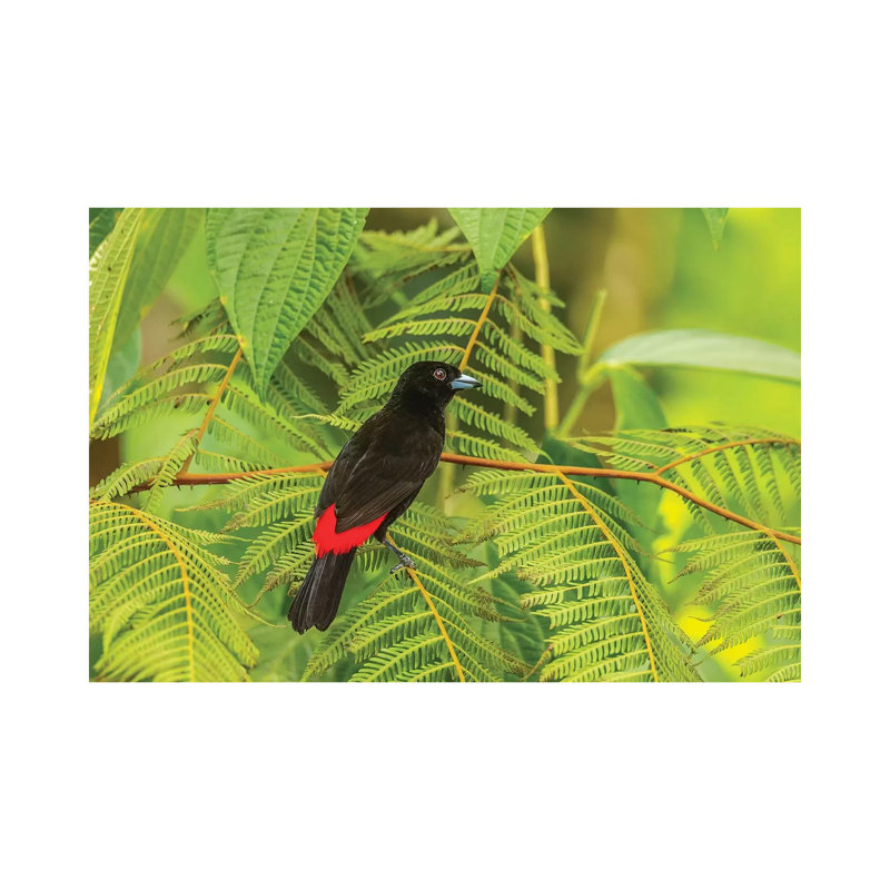 Costa Rica, La Selva Biological Station. Scarlet-Rumped Tanager in Tree. 1 Piece Wrapped Canvas Wall Art